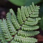 Dryopteris crassirhizoma List