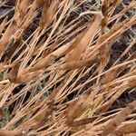 Dianthus pungens Frucht