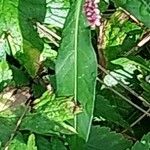 Polygonum persicaria برگ