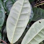 Acridocarpus longifolius Leaf