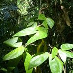 Schnella guianensis 葉