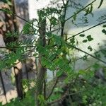 Phyllanthus niruri Лист