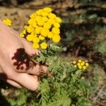 Achillea ageratum Leaf