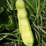 Canavalia rosea Frukto