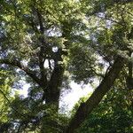 Nothofagus solandri Folha
