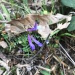 Vicia monantha Flower