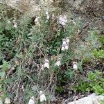 Antirrhinum molle Blomst