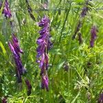 Vicia eriocarpa Blodyn