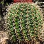 Melocactus intortus موطن