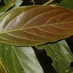 Nectandra membranacea Feuille