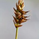 Carex dioica फल