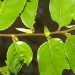 Casearia arborea Leaf