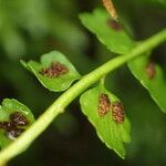 Asplenium viride Frukt