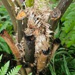Cyathea arborea Corteza