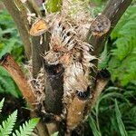 Cyathea arborea خشب