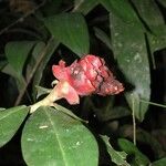 Costus scaber Fiore