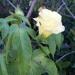 Gossypium barbadense Blad