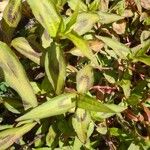 Persicaria odorata Blad