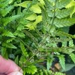 Polystichum luctuosum 果實