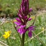 Dactylorhiza majalisFlower