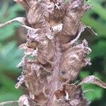 Orobanche flava Flower