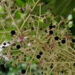 Aralia elata Meyve