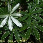 Alchemilla alpigena Leaf