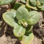 Alternanthera littoralis Leaf