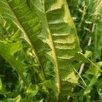 Taraxacum officinale Leaf