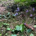 Soldanella alpina Blomst