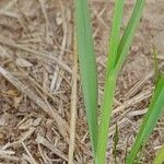 Festuca myuros Leaf