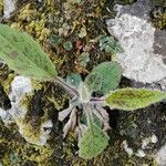 Hieracium maculatum Fuelha