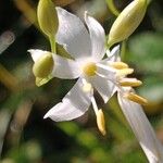 Anthericum ramosum Žiedas