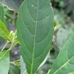 Aegiphila brachiata Leaf