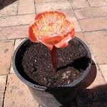 Haemanthus coccineus Flower