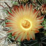 Ferocactus herrerae Flower