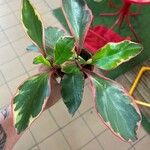 Peperomia clusiifoliaLeaf