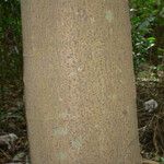 Cecropia obtusa Rusca
