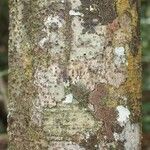 Licania densiflora Bark
