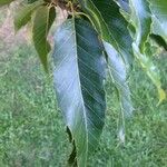 Quercus castaneifolia Листок