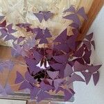 Oxalis triangularis 葉