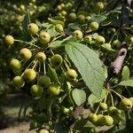 Malus prunifolia Плод