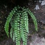 Asplenium viride Hostoa