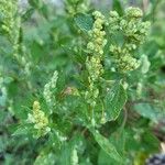 Chenopodium ficifolium Kukka