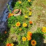 Gazania linearisBlomst