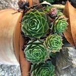 Sempervivum marmoreum Leaf