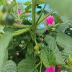 Lantana aculeata Fruchs