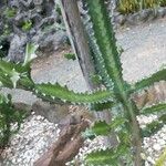 Euphorbia antiquorum Leaf