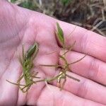 Potamogeton pusillus Leaf