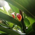 Alpinia zerumbet പുഷ്പം